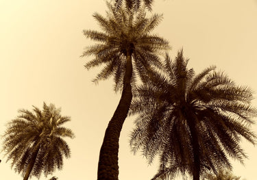 Quadro Palm Tree 10 By Santhosh Ch