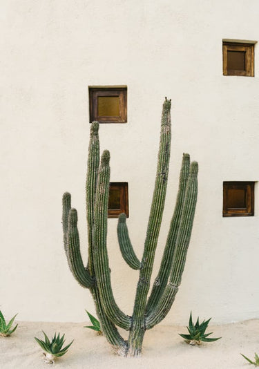 Quadro Cabo Cactus Ix