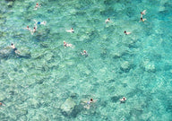 Quadro Swimming In The Sea By Photolovers