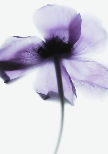 Quadro Purple Poppy