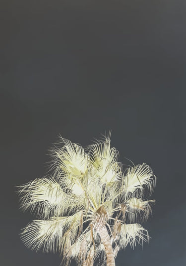 Quadro Robusta