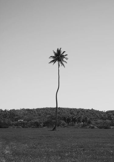 Quadro Aguadilla Palm Tree in Black and White