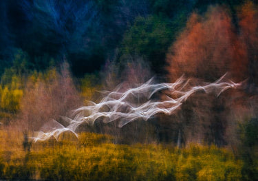 Quadro Swan's Syncopation By Yasutaka Sameshima
