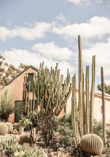 Quadro Karoo Garden