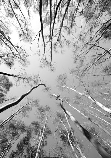 Quadro Tree Study 012