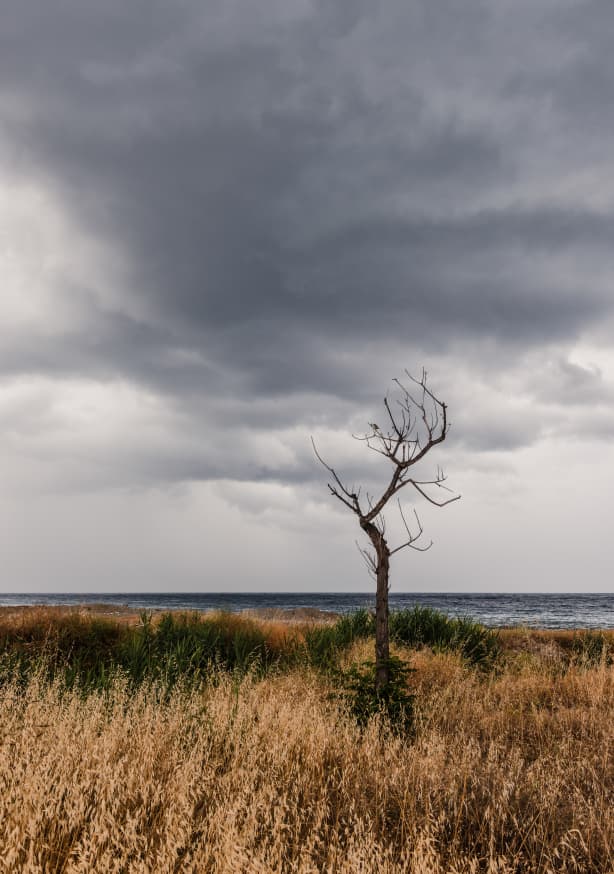 Quadro Bare Tree