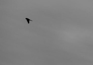 Quadro Lonely Bird