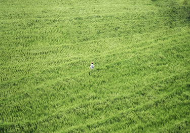 Quadro Ritmos do Campo