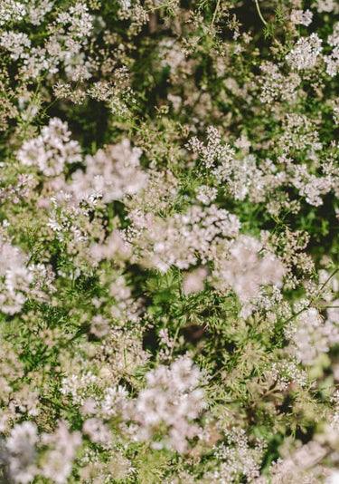 Quadro Coriander Blooms