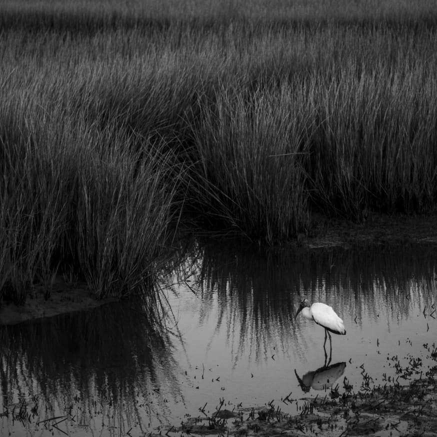 Quadro Egret in the Marsh