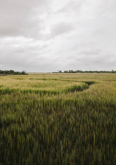 Quadro Lowcountry Marshlands