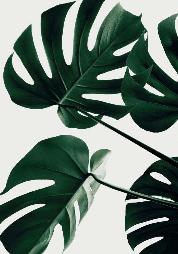 Quadro Monstera Natural 43 By 1x Studio