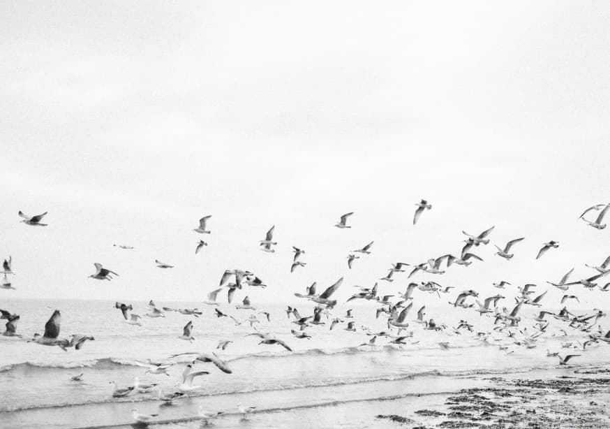 Quadro Seagulls - Coastal Black and White By Raisa Zwart