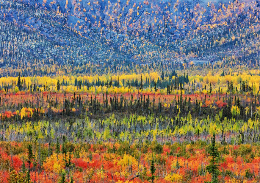 Quadro Fall Color in the Mountain By Jun Zuo