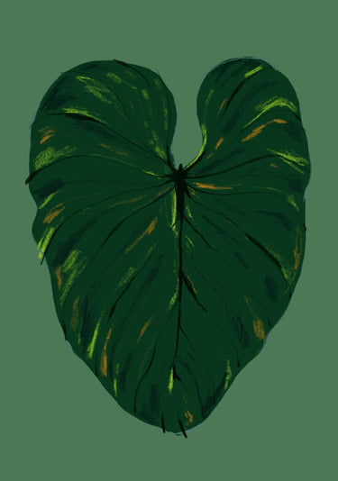 Quadro Philodendron Gloriosum Green