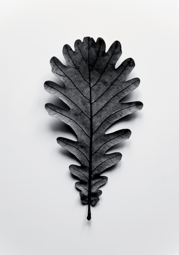Quadro Autumn Treasures Black Oak Leaf - Obrah | Quadros e Posters para Transformar a Parede