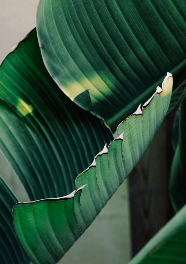 Quadro Banana Leaf