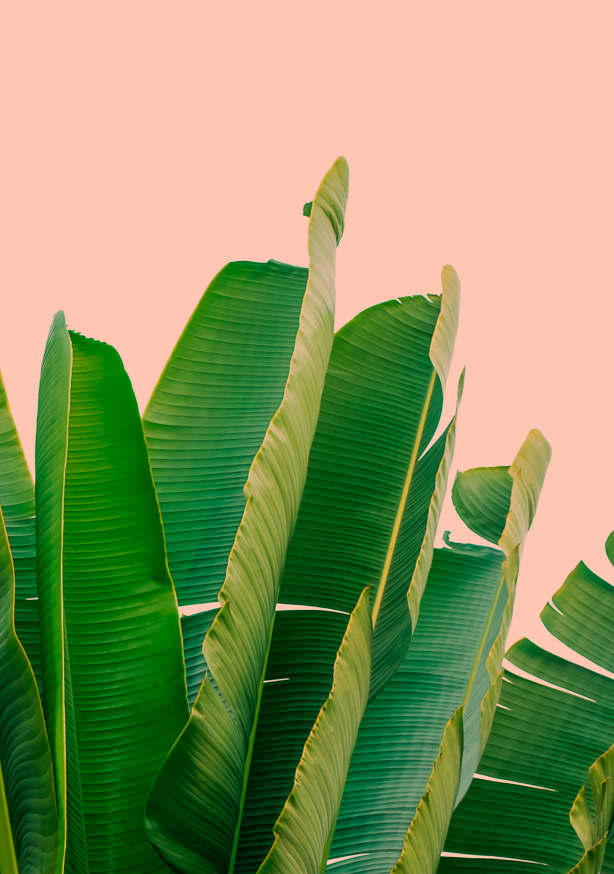 Quadro Banana Leaves