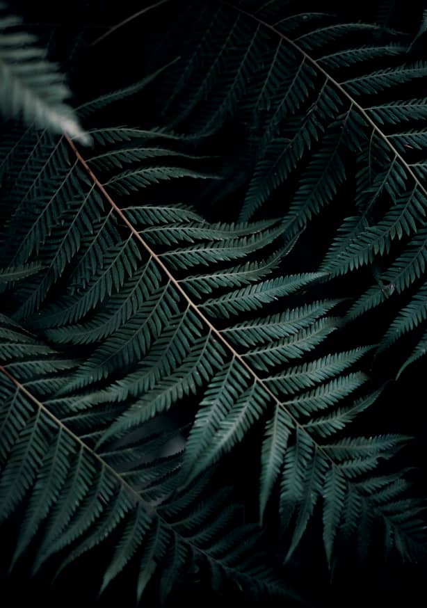 Quadro Botanic Life