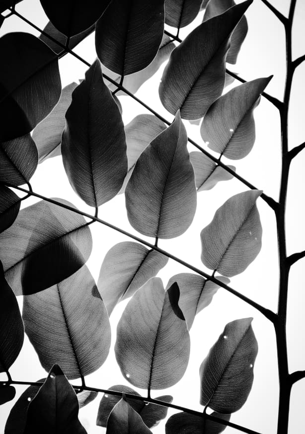 Quadro Branches and Leaves II - Obrah | Quadros e Posters para Transformar a Parede