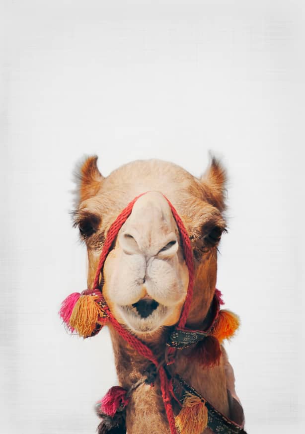 Quadro Camel - Obrah | Quadros e Posters para Transformar a Parede