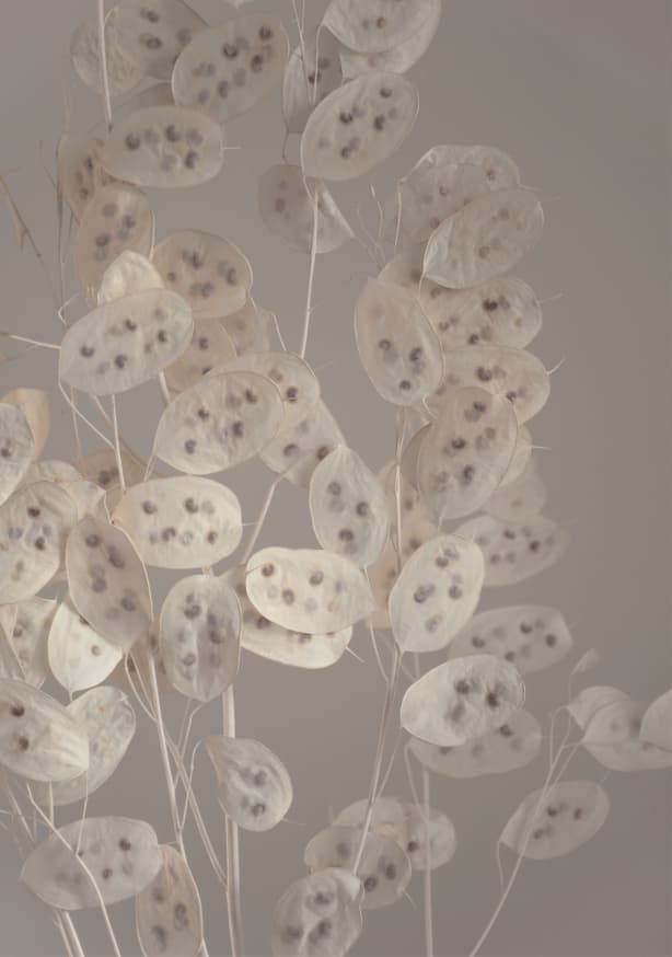 Quadro Cream Grey Confetti Plant - Obrah | Quadros e Posters para Transformar a Parede