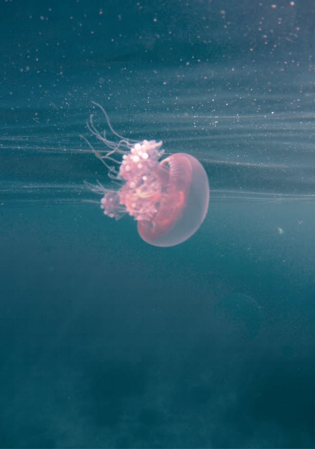 Quadro Dancing in the Water - Obrah | Quadros e Posters para Transformar a Parede