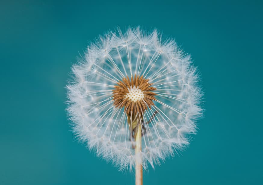 Quadro Dandelion By Bess Hamiti - Obrah | Quadros e Posters para Transformar a Parede
