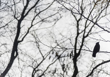 Quadro Bird in a Tree