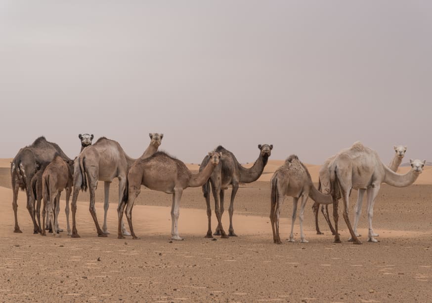 Quadro Camels in the Sahara