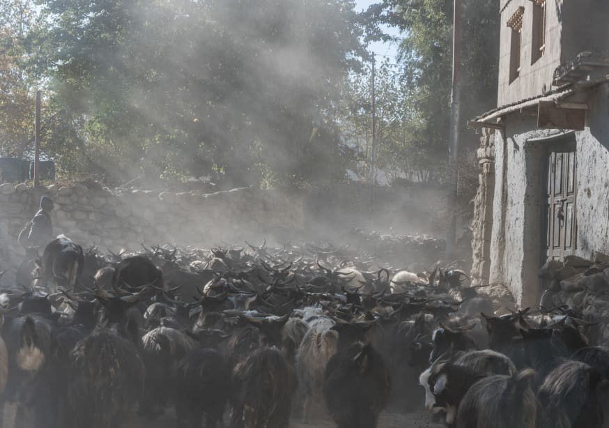 Quadro Goats in a Mountain Village