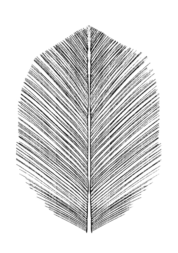 Quadro Drawn Feather