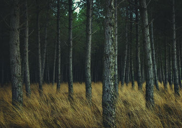 Quadro Dream Forest By Juanjo Mediavilla - Obrah | Quadros e Posters para Transformar a Parede