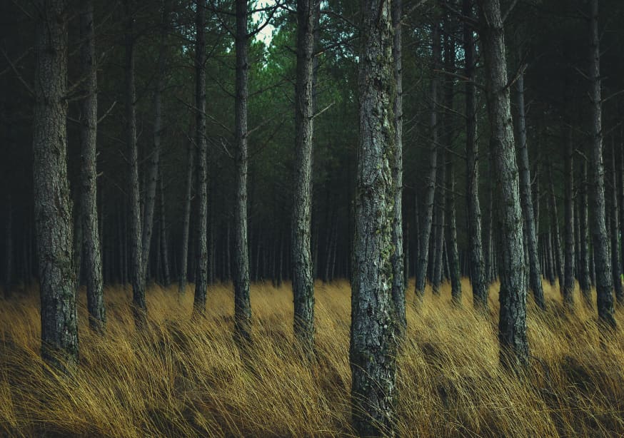 Quadro Dream Forest By Juanjo Mediavilla - Obrah | Quadros e Posters para Transformar a Parede