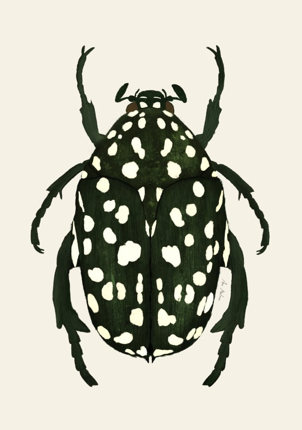 Quadro Green Beetle - Obrah | Quadros e Posters para Transformar a Parede