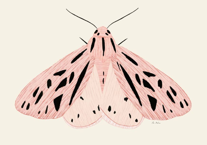 Quadro Pink Moth - Obrah | Quadros e Posters para Transformar a Parede