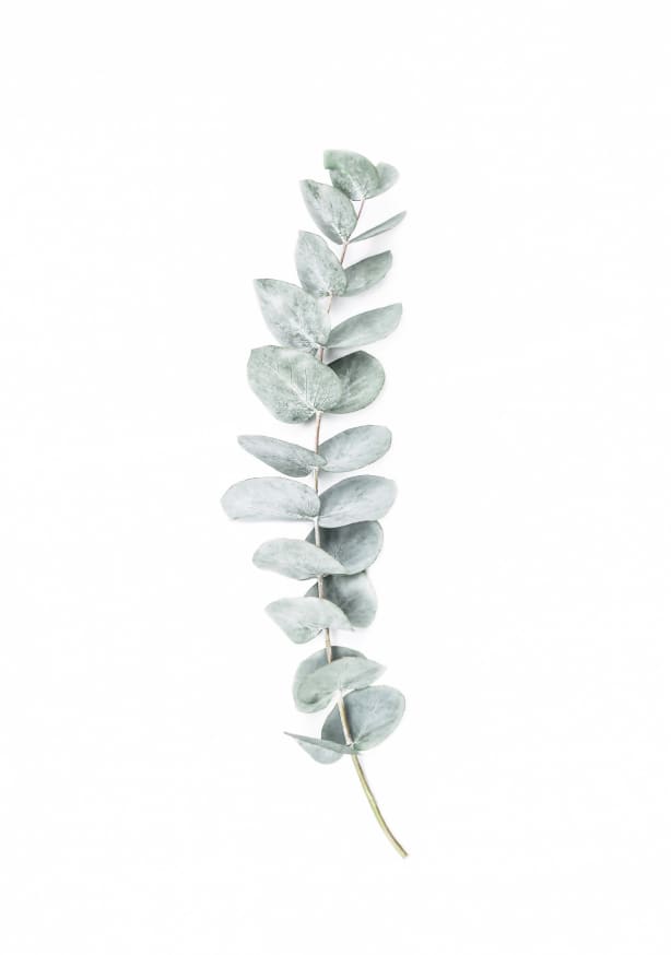 Quadro Eucalyptus