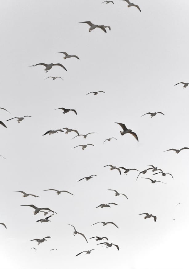 Quadro Fly High