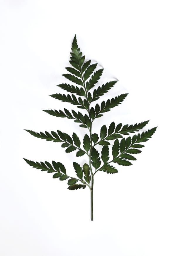 Quadro Forest Greetings