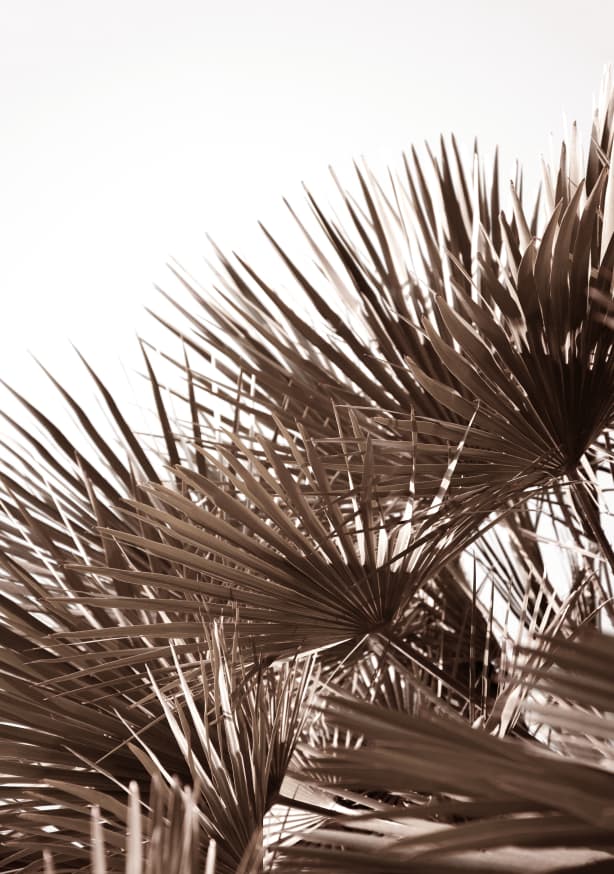 Quadro Gorgeous Golden Palm Leafes - Obrah | Quadros e Posters para Transformar a Parede