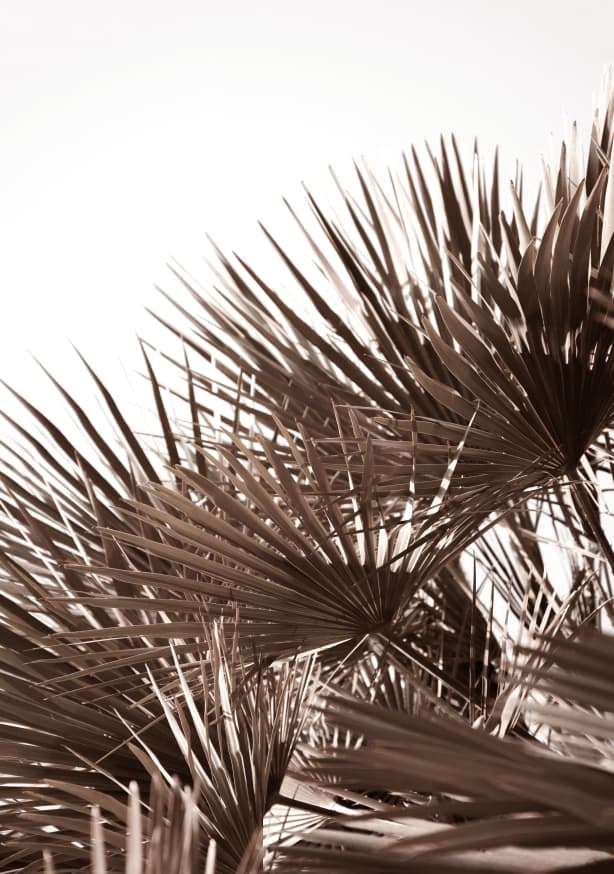 Quadro Gorgeous Golden Palm Leafes - Obrah | Quadros e Posters para Transformar a Parede