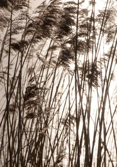Quadro Grasses in the Golden Sunset - Obrah | Quadros e Posters para Transformar a Parede