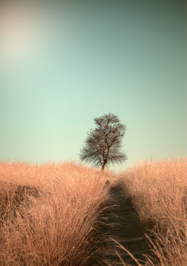Quadro Grass and Path by Jaap Van Den - Obrah | Quadros e Posters para Transformar a Parede