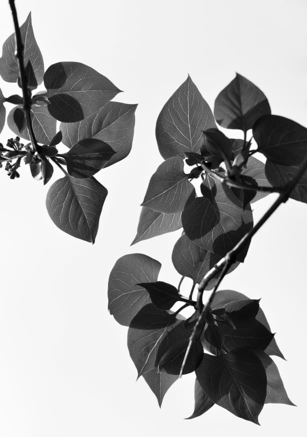 Quadro Green Is the Color of Life - Obrah | Quadros e Posters para Transformar a Parede