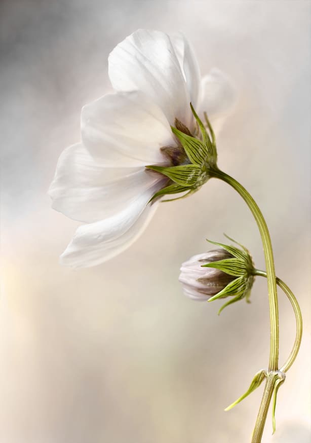 Quadro Heavenly Cosmos by Mandy Disher - Obrah | Quadros e Posters para Transformar a Parede