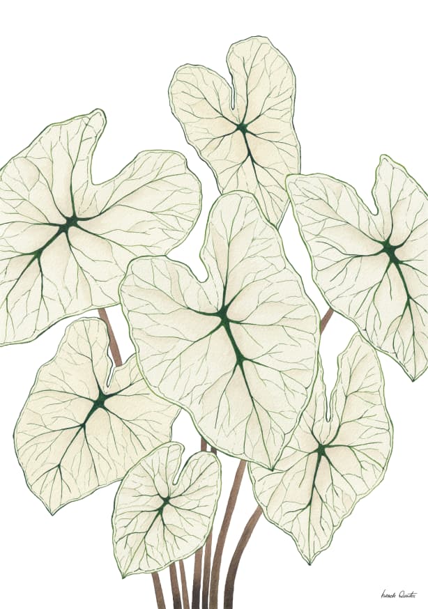 Quadro Caladium White Christmas