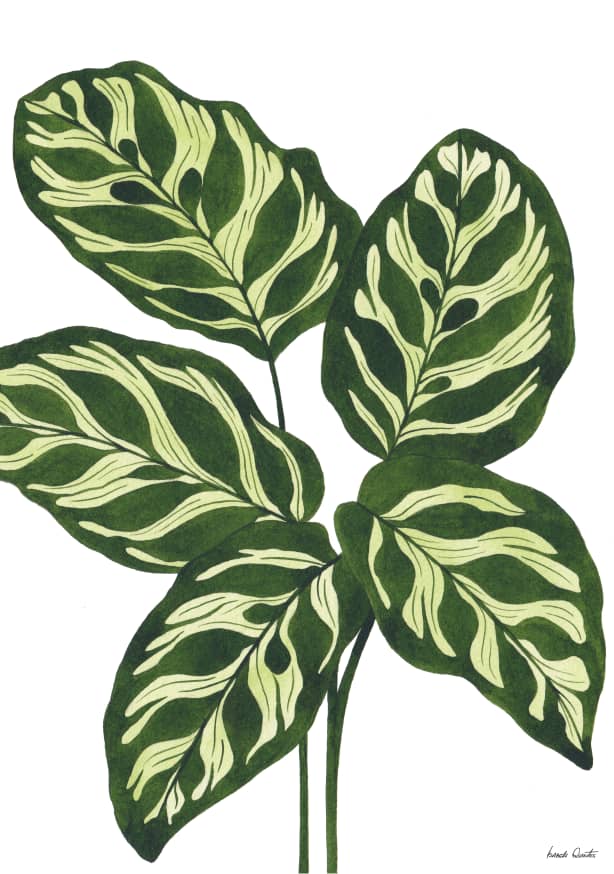 Quadro Calathea Makoyana