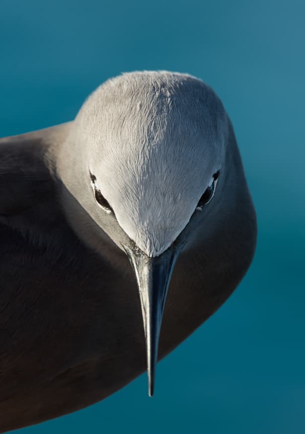 Quadro I Bow By Mathilde Guillemot - Obrah | Quadros e Posters para Transformar a Parede