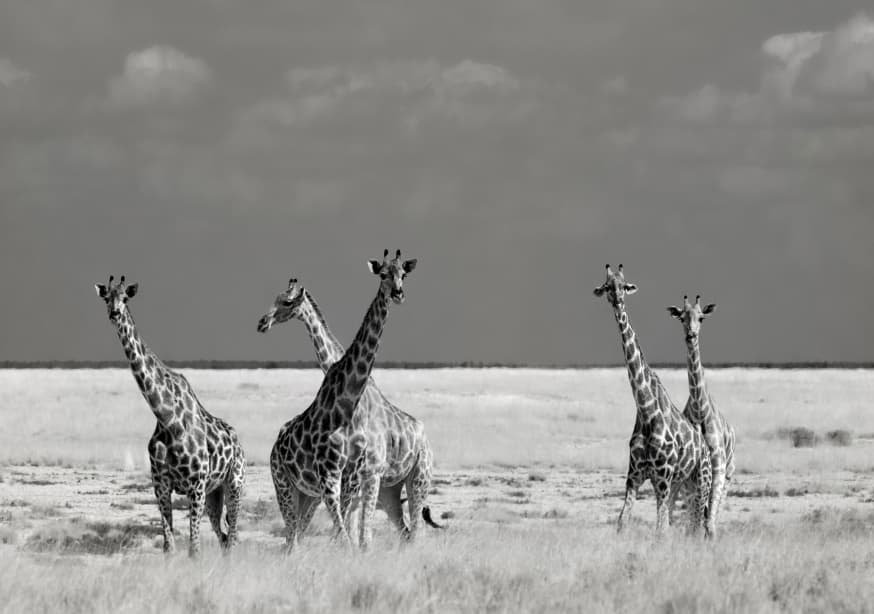 Quadro Look Girl Strange Animals by Mathilde Guillemot