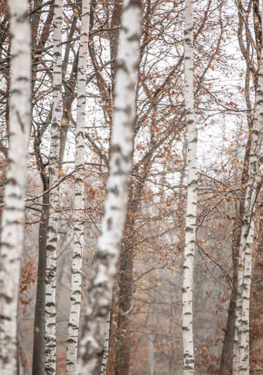 Quadro Birch Trees 6